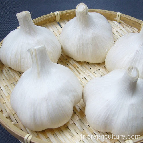 Ail blanc pur frais chinois 5.5cm